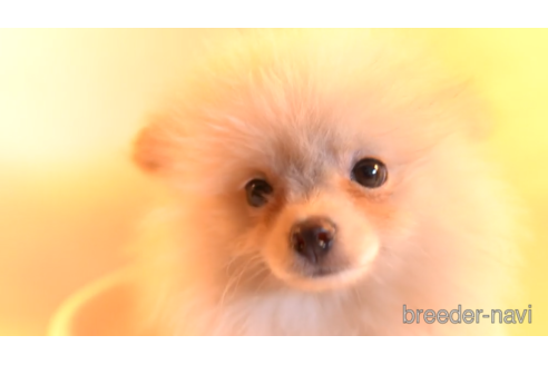 成約済の東京都のポメラニアン-154172の4枚目